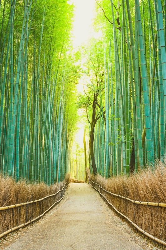 Por qué es el bambú una tela sustentable.